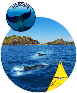 Click to return to home page. The bow of Tui's kayak with dolphins and islands beyond.